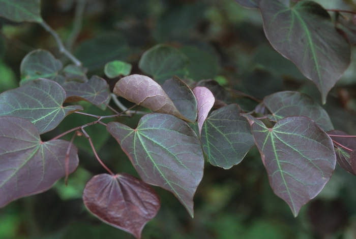 'Forest Pansy' Redbud - Cercis canadensis from 93 Nursery and Landscape Supply