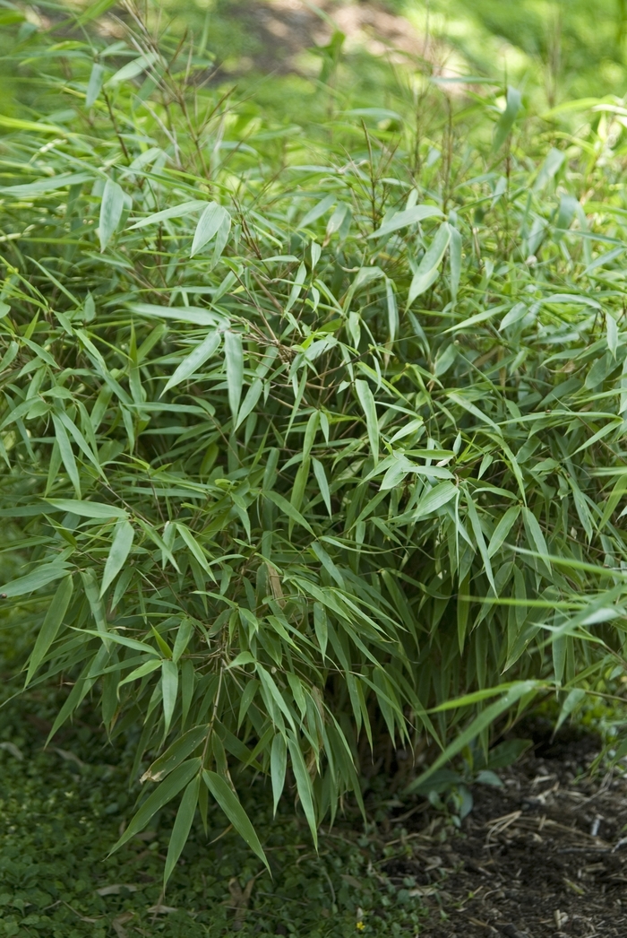'Golden Goddess' Bamboo - Bambusa multiplex from 93 Nursery and Landscape Supply