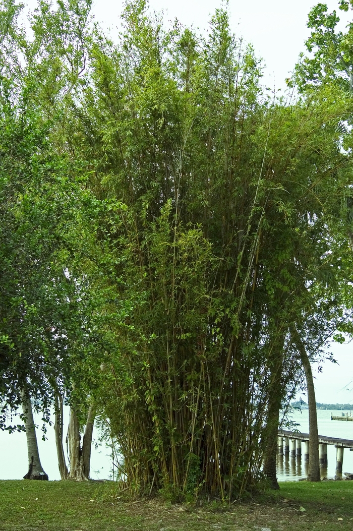'Alphonse Karr' Bamboo - Bambusa glaucescens from 93 Nursery and Landscape Supply