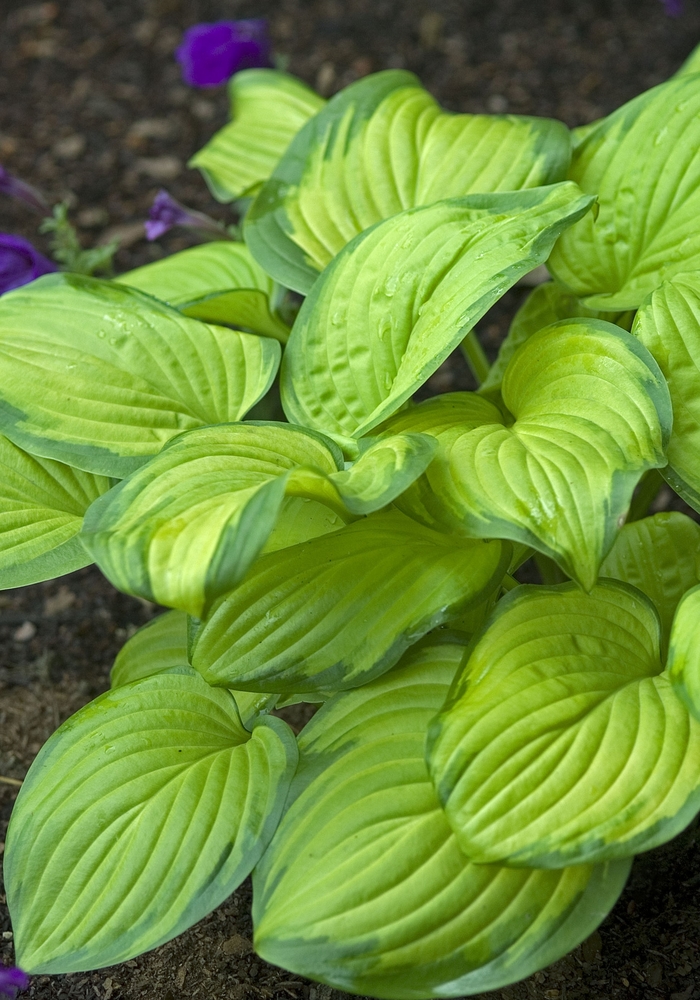 'Stained Glass' Hosta, Plantain Lily - Hosta from 93 Nursery and Landscape Supply