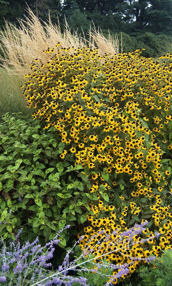 Black Eyed Susan - Rudbeckia hirta from 93 Nursery and Landscape Supply