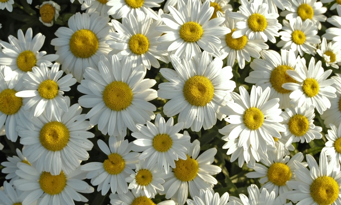 'Snowcap' Shasta Daisy - Leucanthemum x superbum from 93 Nursery and Landscape Supply