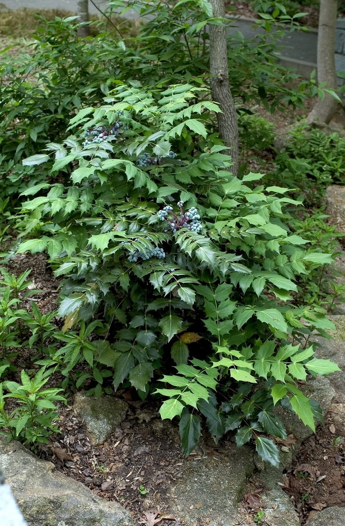 Leatherleaf Mahonia - Mahonia bealei from 93 Nursery and Landscape Supply