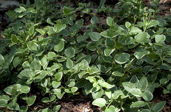 'Variegata' - Vinca major from 93 Nursery and Landscape Supply