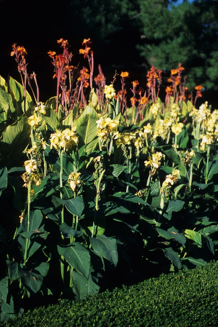 'Red Velvet' Canna Lily - Canna from 93 Nursery and Landscape Supply