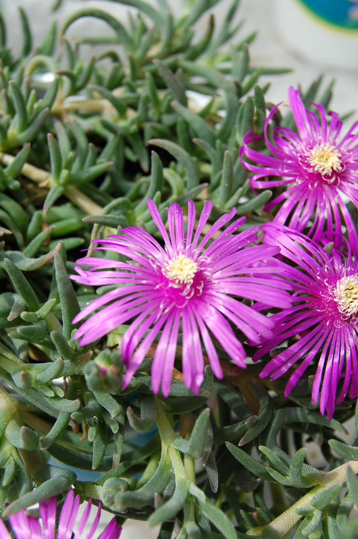 Ice Plant-Purple - Delosperma cooperi from 93 Nursery and Landscape Supply