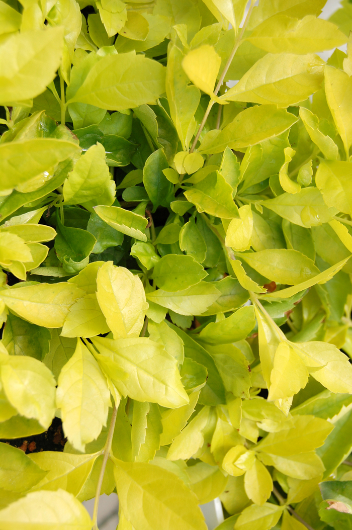 Golden dewdrop - Duranta erecta from 93 Nursery and Landscape Supply