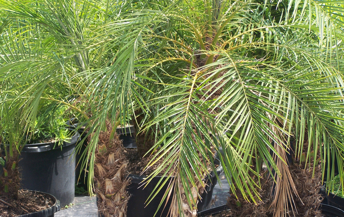 Pygmy Date Palm - Phoenix roebelenii from 93 Nursery and Landscape Supply