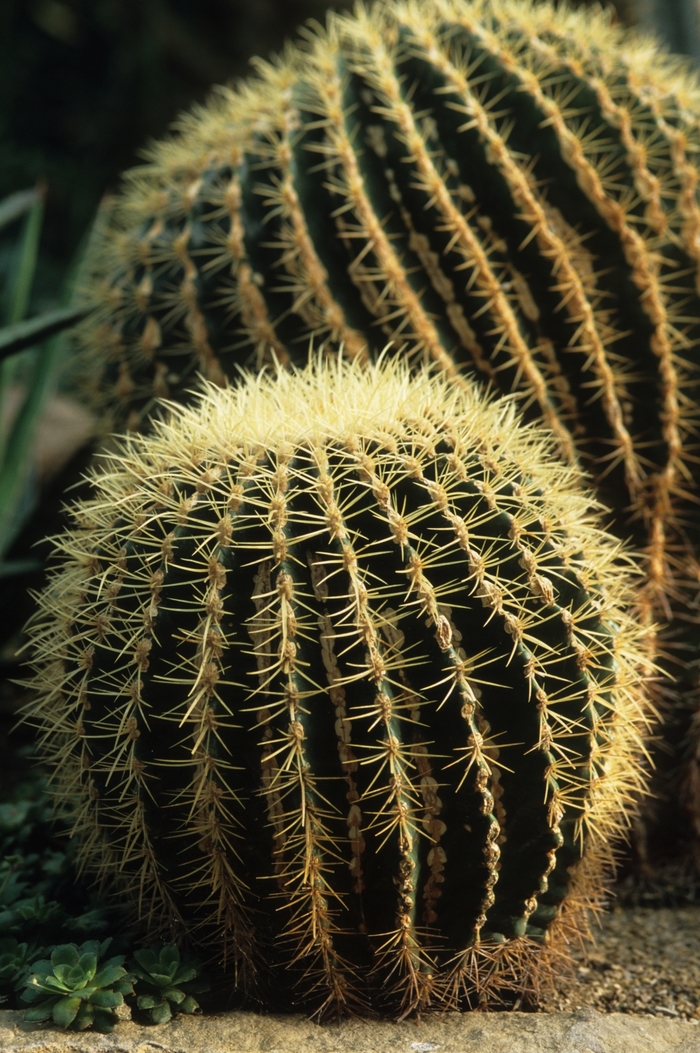 Golden Barrel Cactus - Echinocactus grusonii from 93 Nursery and Landscape Supply