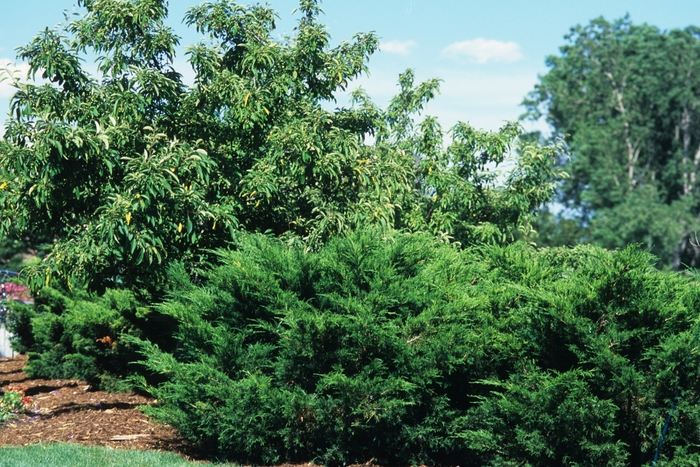 Juniper Sea Green - Juniperus chinensis ''Sea Green'' from 93 Nursery and Landscape Supply