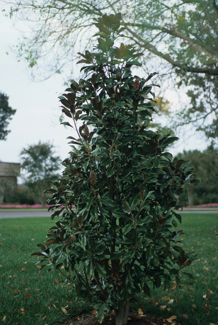 Magnolia 'Bracken's Brown Beauty' - Magnolia grandiflora from 93 Nursery and Landscape Supply