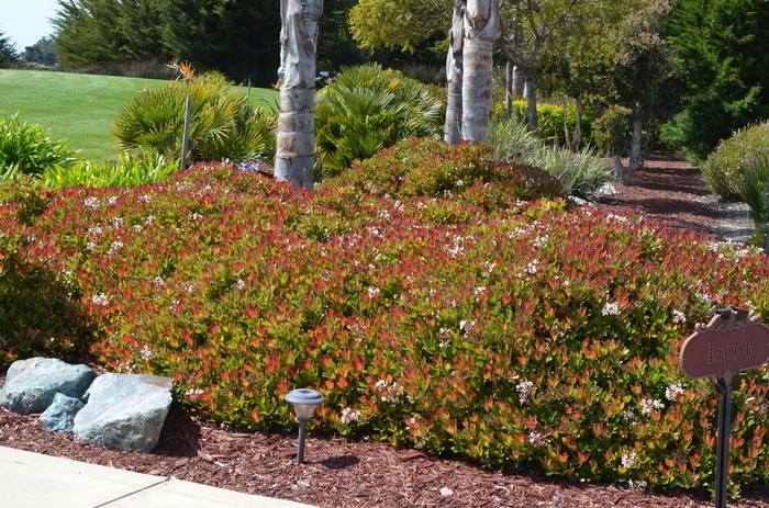 'Snow White' Indian Hawthorn - Rhaphiolepis indica from 93 Nursery and Landscape Supply