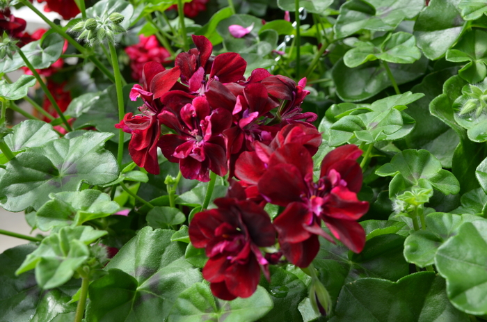 Precision Dark Burgundy - Pelargonium peltatum (Ivy Geranium) from 93 Nursery and Landscape Supply