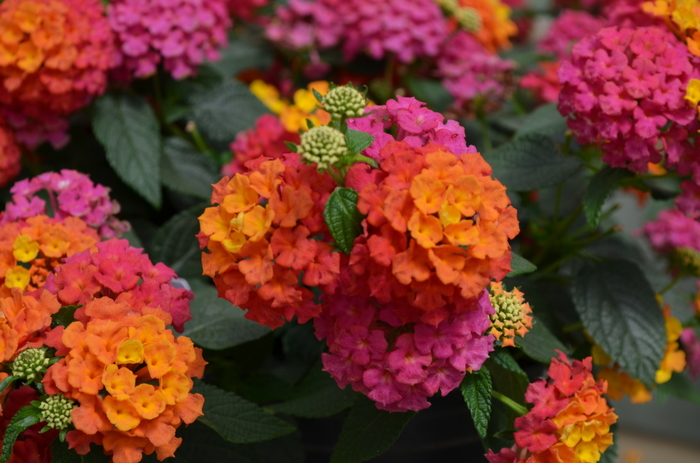 Lucky™ 'Sunrise Rose' - Lantana camara from 93 Nursery and Landscape Supply