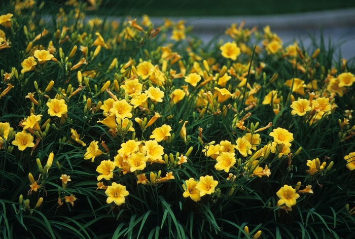 'Stella d' Oro' Daylily - Hemerocallis from 93 Nursery and Landscape Supply
