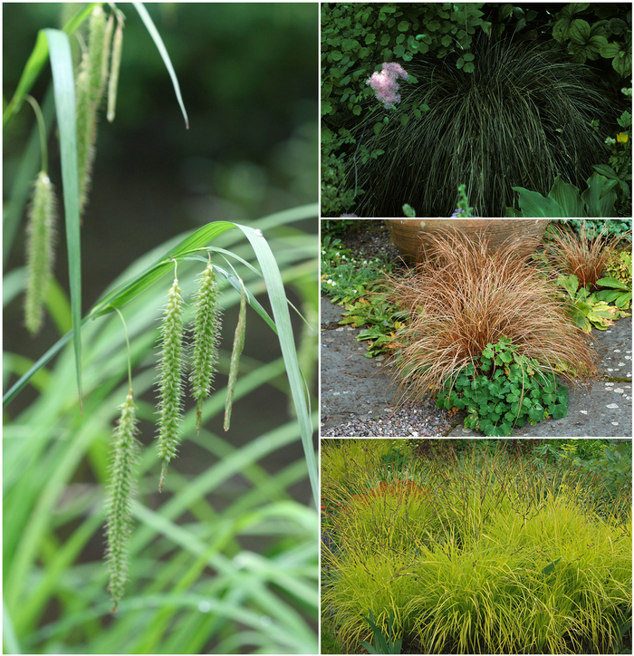 'Multiple Varieties' Sedge - Carex from 93 Nursery and Landscape Supply