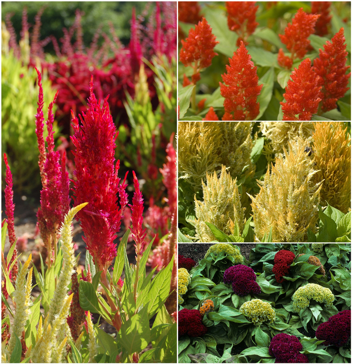 Celosia - Celosia from 93 Nursery and Landscape Supply
