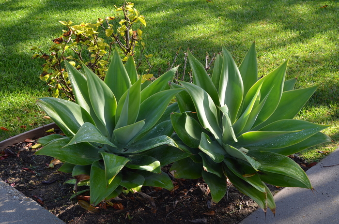 'Blue Flame' Century Plant - Agave from 93 Nursery and Landscape Supply