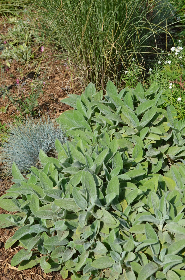 Lamb's Ears - Stachys byzantina from 93 Nursery and Landscape Supply