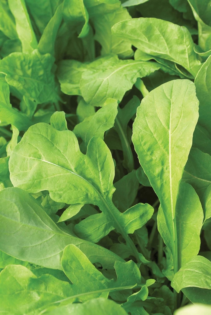 'Astro' Arugula - Eruca from 93 Nursery and Landscape Supply