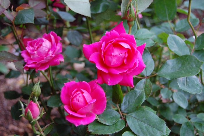 Rose Knock Out Pink Double - Rosa (Shrub Rose) from 93 Nursery and Landscape Supply