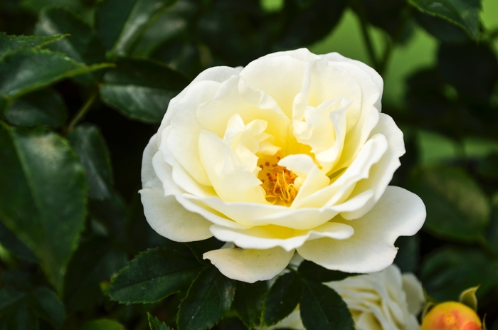 Popcorn Drift Rose - Rosa from 93 Nursery and Landscape Supply