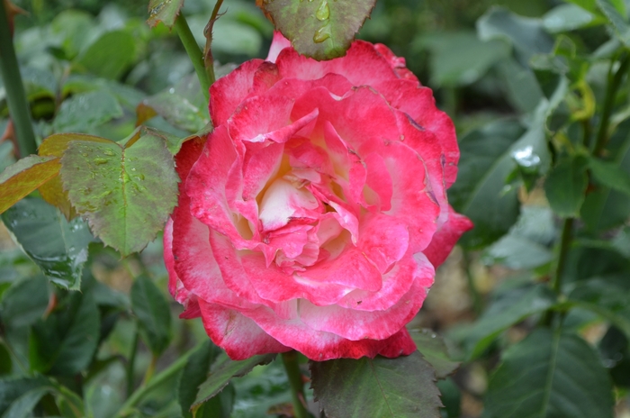 Double Delight Hybrid Tea Rose - Rosa from 93 Nursery and Landscape Supply