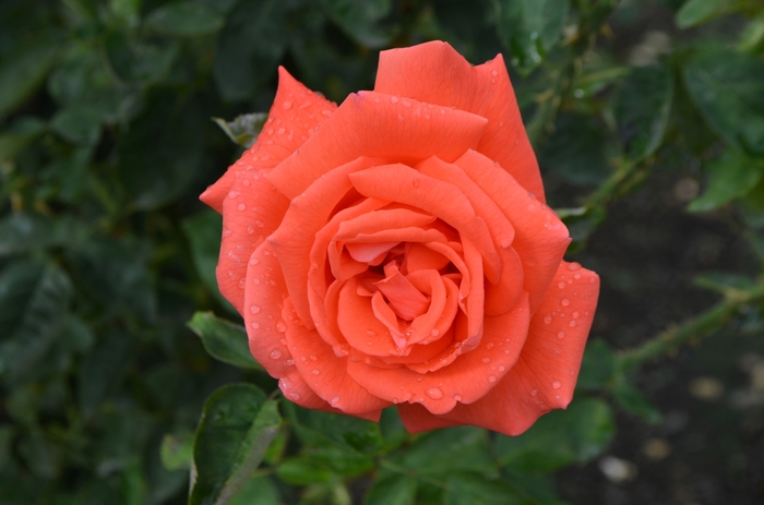 Tropicana Rose - Rosa from 93 Nursery and Landscape Supply