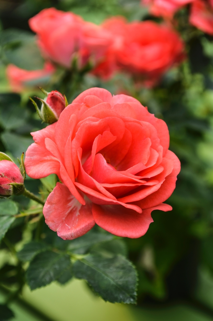 Coral Drift Rose - Rosa from 93 Nursery and Landscape Supply