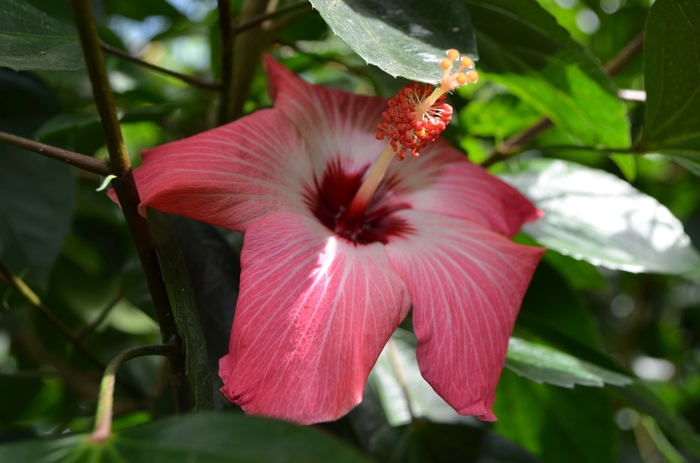 'Painted Lady' Tropical Hibiscus Braided - Hibiscus rosa-sinensis from 93 Nursery and Landscape Supply