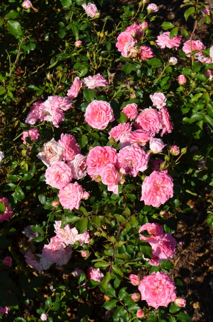 Sweet Drift Rose - Rosa from 93 Nursery and Landscape Supply