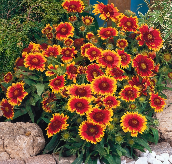 'Autumn Sun' Blanket Flower - Gaillardia from 93 Nursery and Landscape Supply