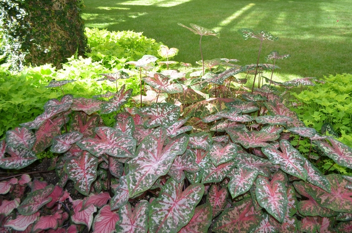 Caladium Mix Varieties - Caladium x hortulanum from 93 Nursery and Landscape Supply