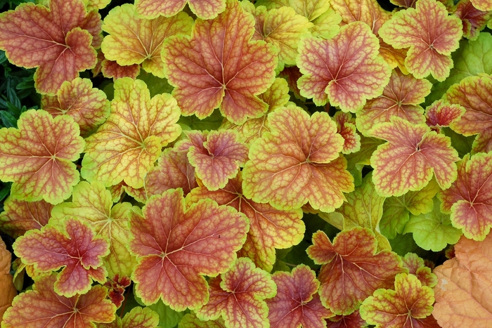'Delta Dawn' Coral Bells - Heuchera from 93 Nursery and Landscape Supply