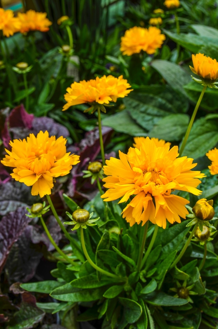 'Early Sunrise' Tickseed - Coreopsis grandiflora from 93 Nursery and Landscape Supply