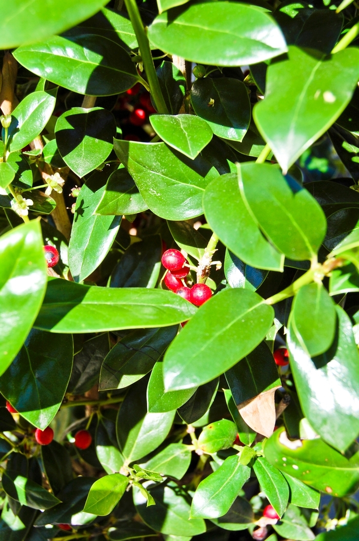 Holly Needlepoint - Ilex cornuta from 93 Nursery and Landscape Supply