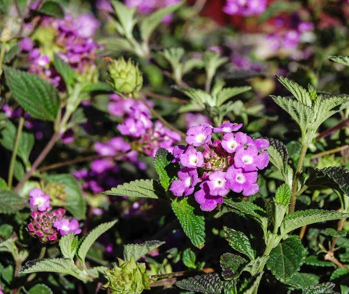 'Trailing Purple' Weeping Lantana - Lantana montevidensis from 93 Nursery and Landscape Supply