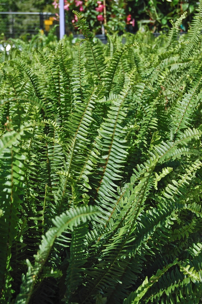 'Kimberley Queen' Fern - Nephrolepis obliterata from 93 Nursery and Landscape Supply