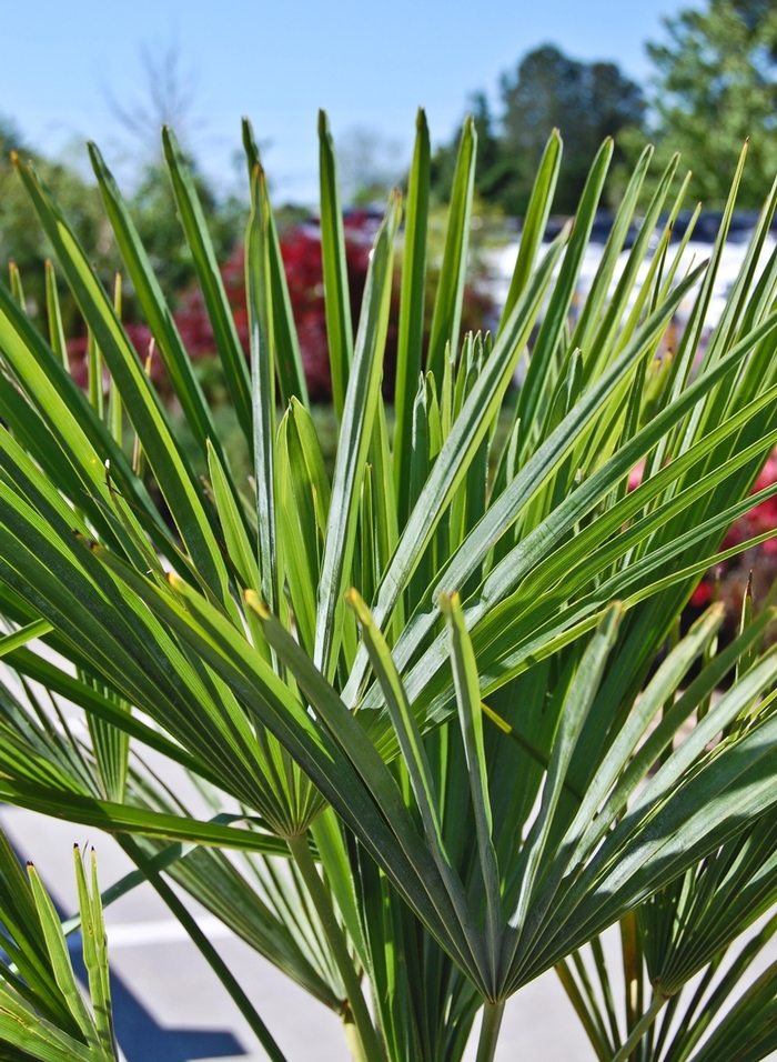 Windmill Palm - Trachycarpus fortunei from 93 Nursery and Landscape Supply
