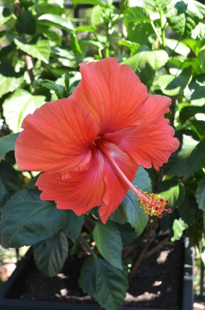 Red Tropical Hibiscus - Hibiscus rosa-sinensis from 93 Nursery and Landscape Supply