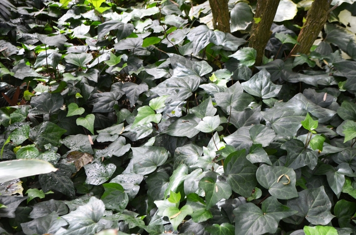 Algerian Ivy - Hedera caneriensis from 93 Nursery and Landscape Supply
