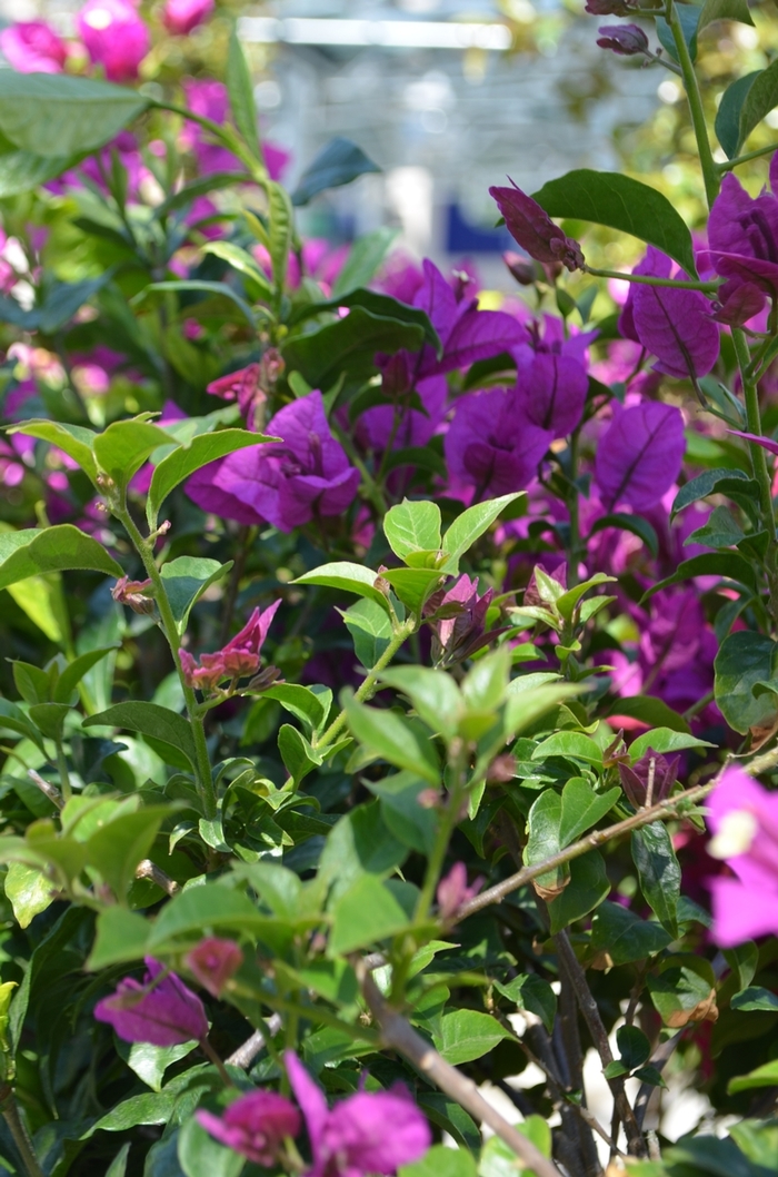 'Royal Purple' Paper Flower - Bougainvillea x. buttiana from 93 Nursery and Landscape Supply