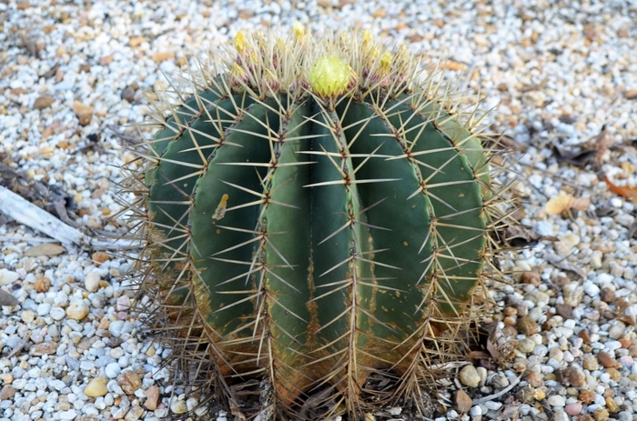 Blue Barrel Cactus - Ferocactus glaucescens from 93 Nursery and Landscape Supply