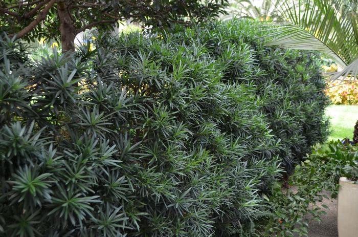 'Maki' Chinese Shrub Yew - Podocarpus macrophyllus from 93 Nursery and Landscape Supply