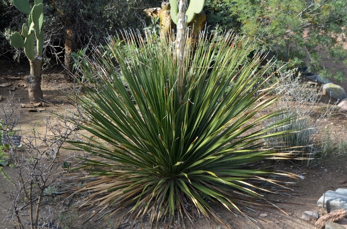 Texas Sotol - Dasylirion texanum from 93 Nursery and Landscape Supply