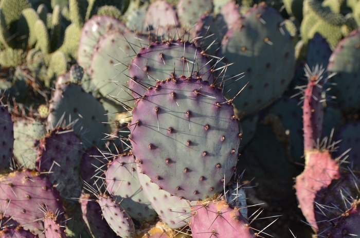 Black-Spine Prickly Pear - Opuntia macrocentra from 93 Nursery and Landscape Supply