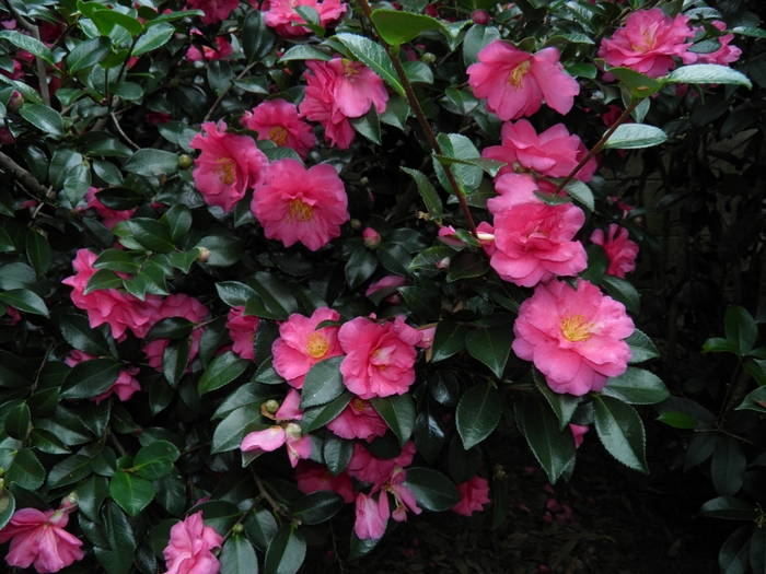 'Shishi' - Camellia from 93 Nursery and Landscape Supply
