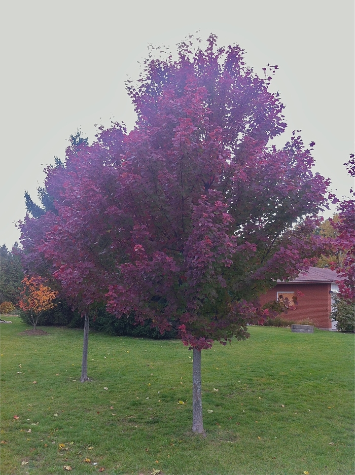 'Brandywine' Red Maple - Acer rubrum from 93 Nursery and Landscape Supply