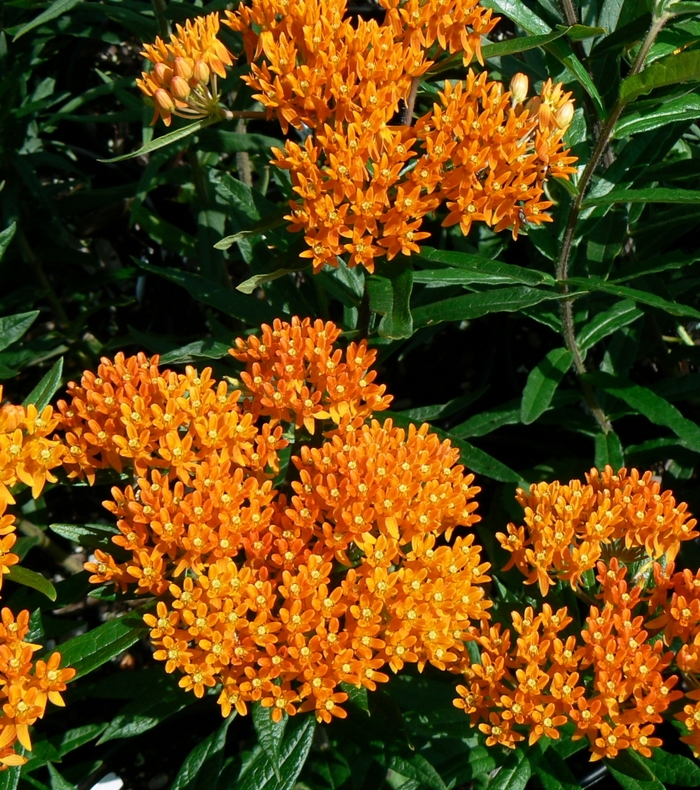 Native Butterfly Milkweed - Asclepias tuberosa from 93 Nursery and Landscape Supply
