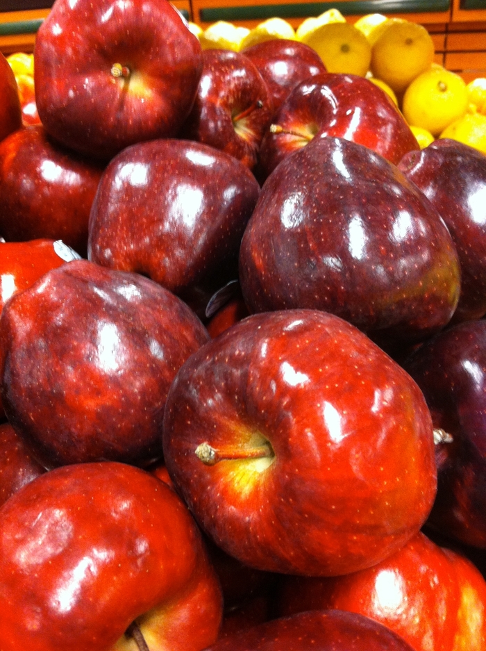 'Red Delicious' Apple - Malus domestica from 93 Nursery and Landscape Supply